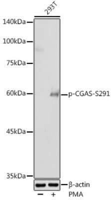 Western Blot: cGAS [p Ser291] Antibody [NBP3-16936] - Western blot analysis of extracts of 293T cells, using cGAS antibody (NBP3-16936) at 1:500 dilution.293T cells were treated by PMA/TPA (200 nM) at 37C for 30 minutes after serum-starvation overnight. Secondary antibody: HRP Goat Anti-Rabbit IgG (H+L) at 1:10000 dilution. Lysates/proteins: 25ug per lane. Blocking buffer: 3% nonfat dry milk in TBST. Detection: ECL Basic Kit. Exposure time: 180s.